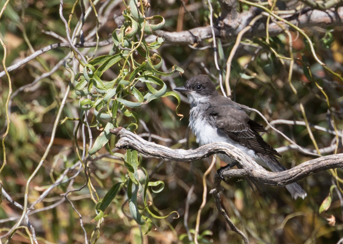 Eastern Kingbird - John Sterling