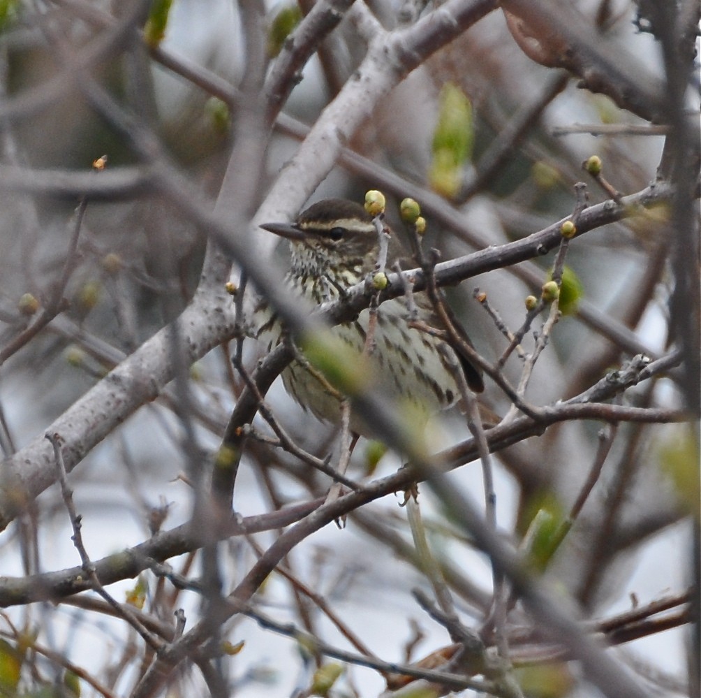 Northern Waterthrush - ML227932831