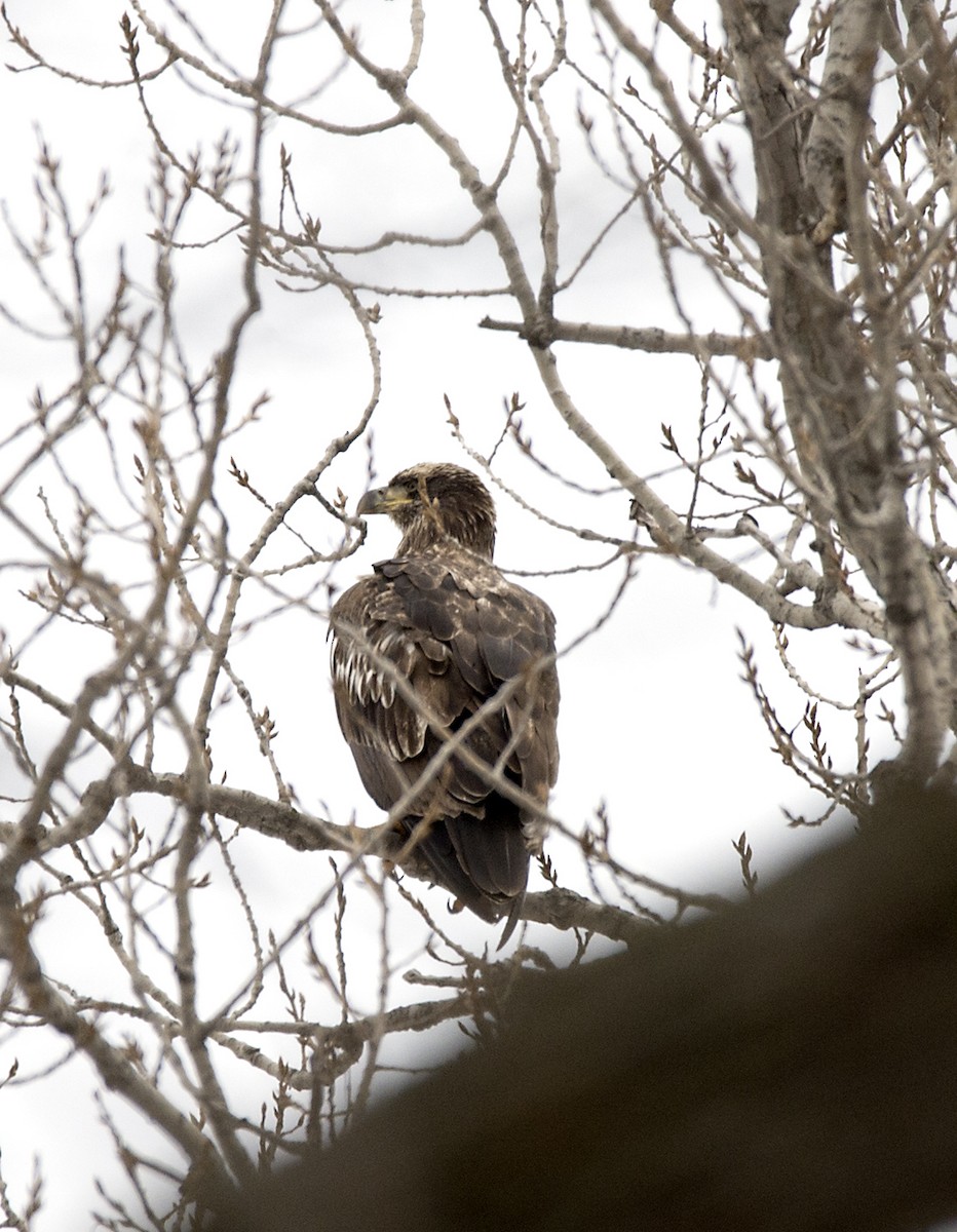 Bald Eagle - ML22793321