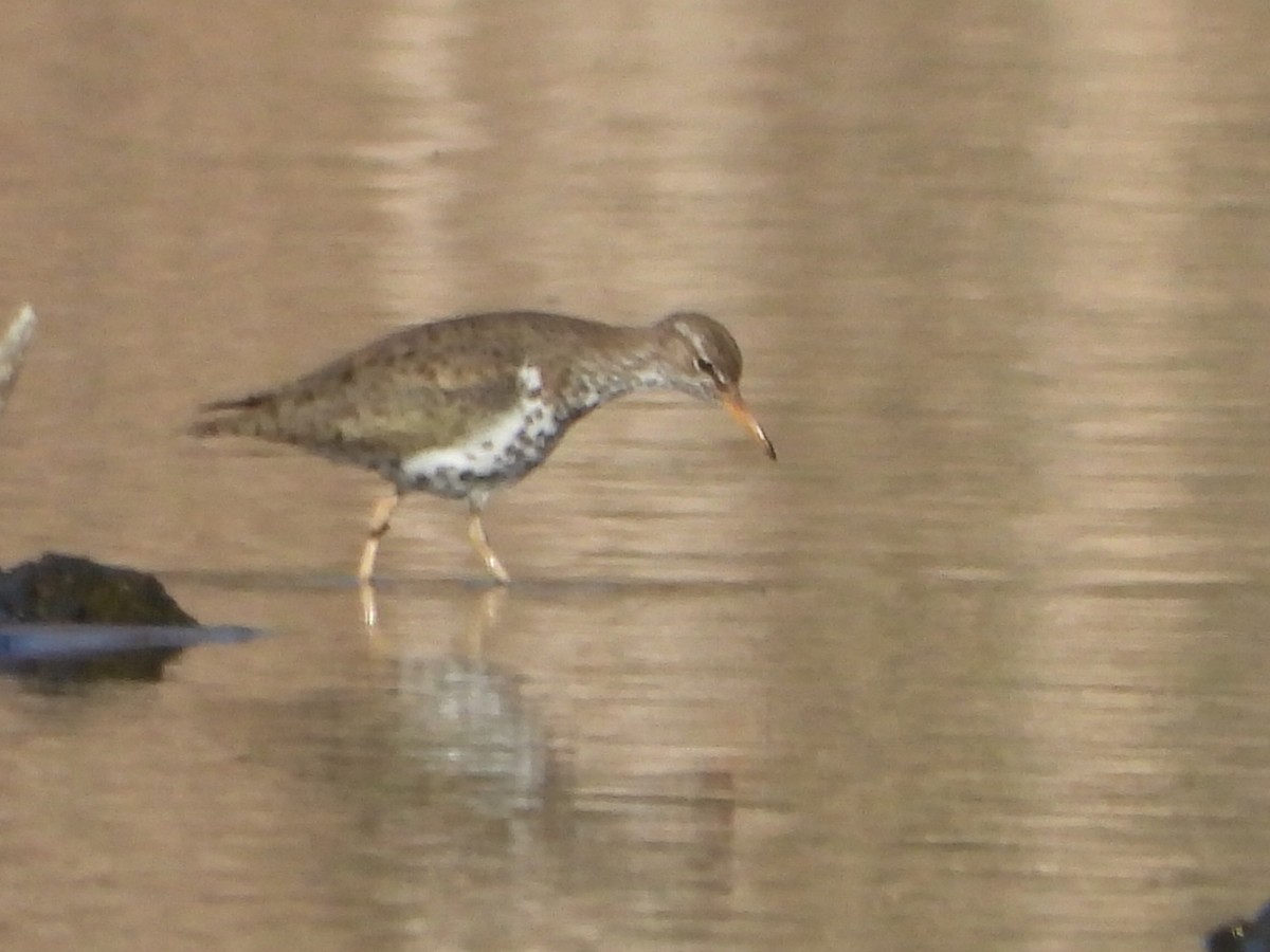 Spotted Sandpiper - Manny Salas