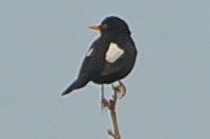 Eurasian Blackbird - Heiko Heerklotz