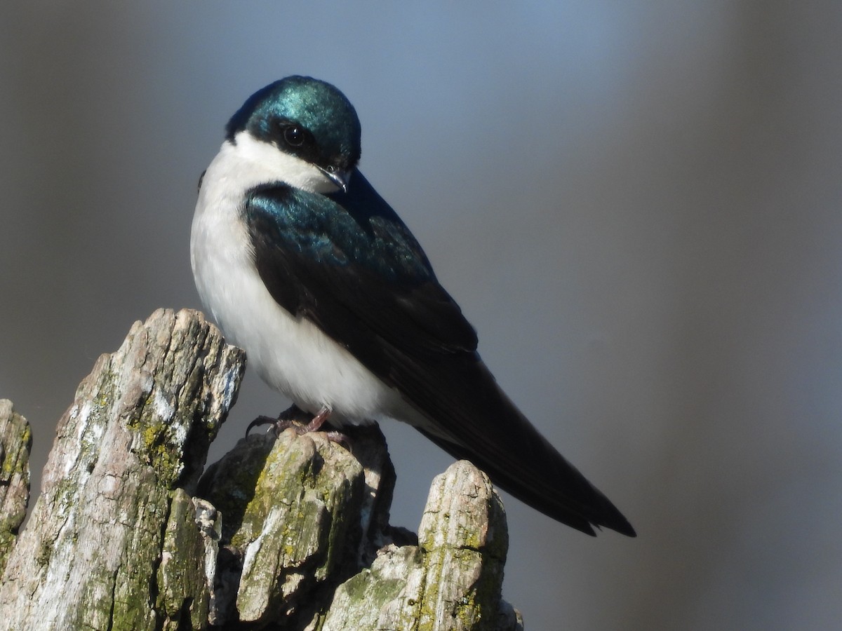 Golondrina Bicolor - ML227934171