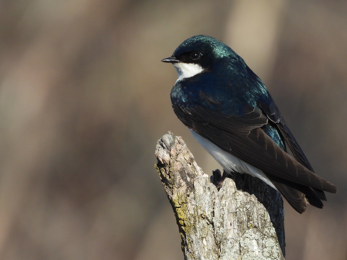 Golondrina Bicolor - ML227934241