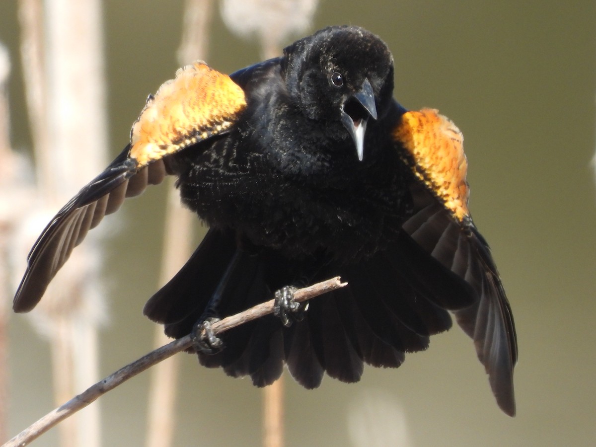 Red-winged Blackbird - ML227934781