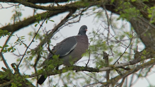Common Wood-Pigeon - ML227934831