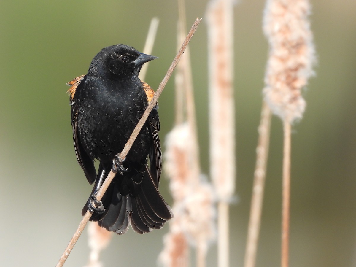 Red-winged Blackbird - ML227934841