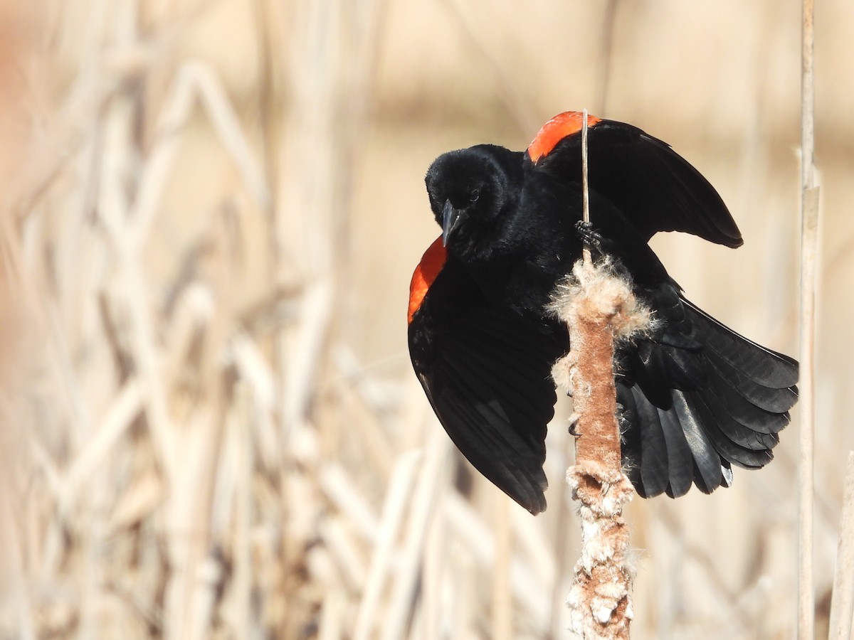 Red-winged Blackbird - ML227935041