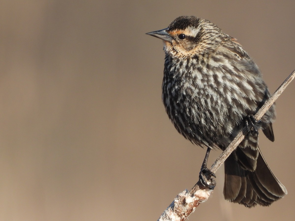 Red-winged Blackbird - ML227935051