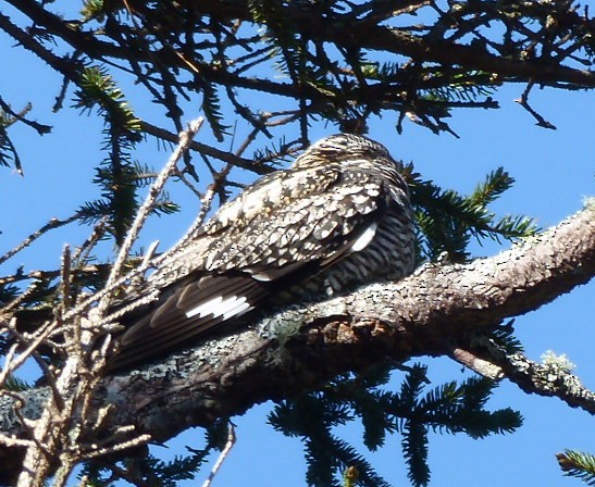 Common Nighthawk - ML227939151