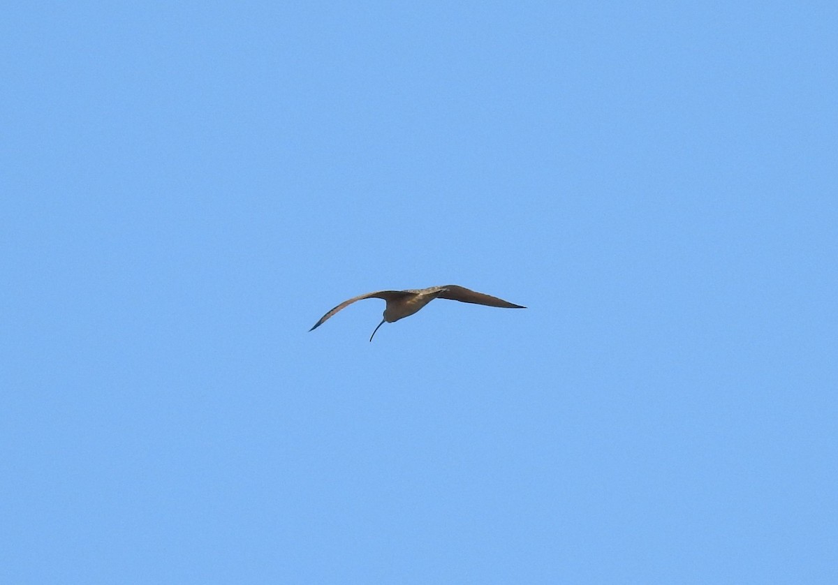 Long-billed Curlew - ML227939381