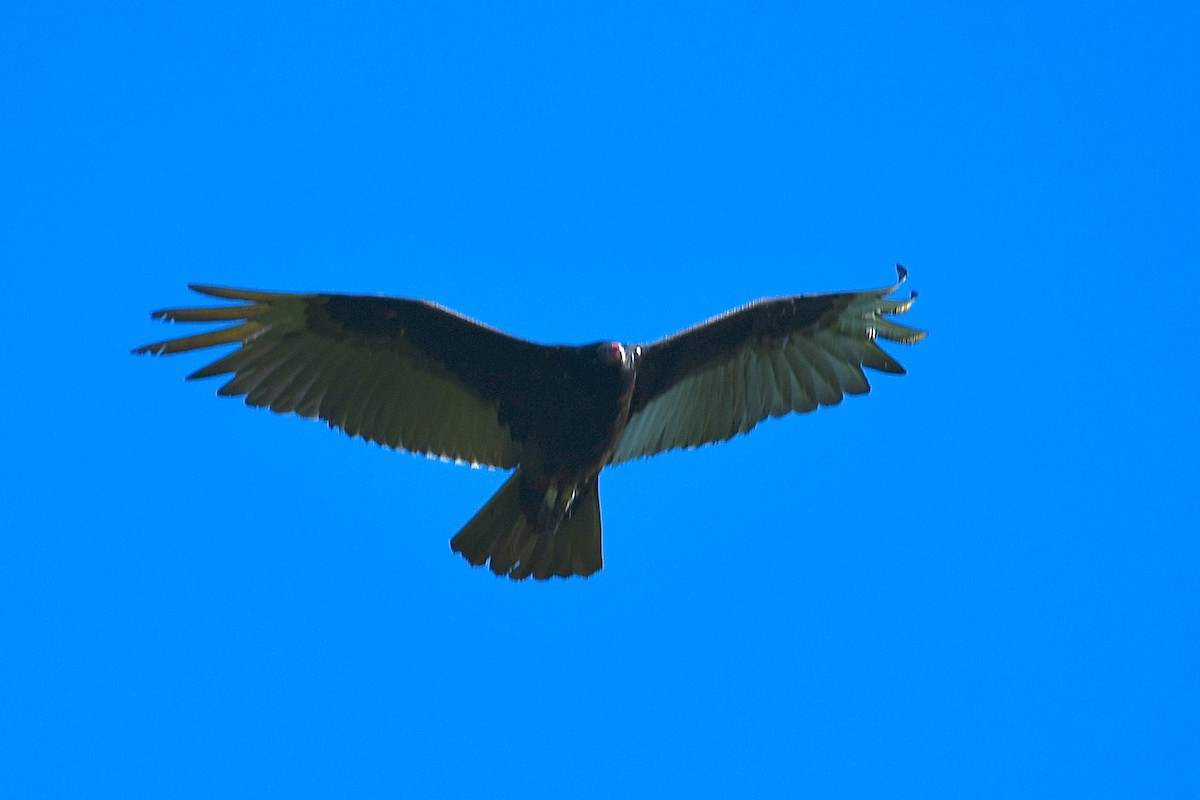 Turkey Vulture - ML227939481