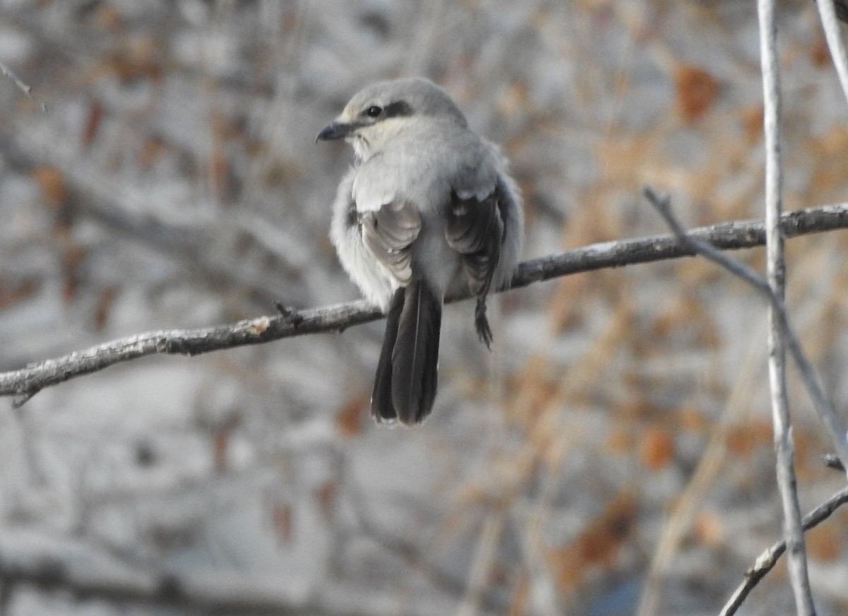 Alcaudón Boreal - ML227939891