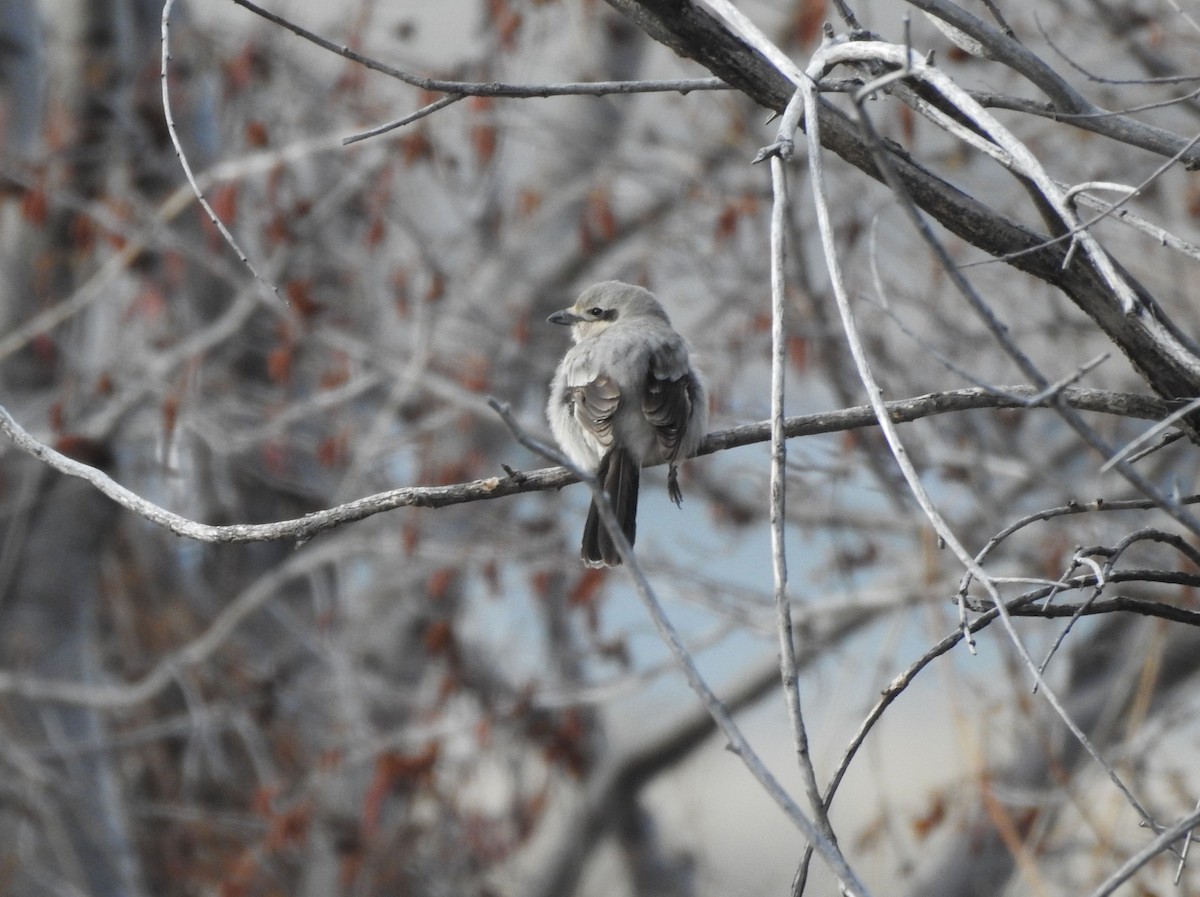 Northern Shrike - ML227939921