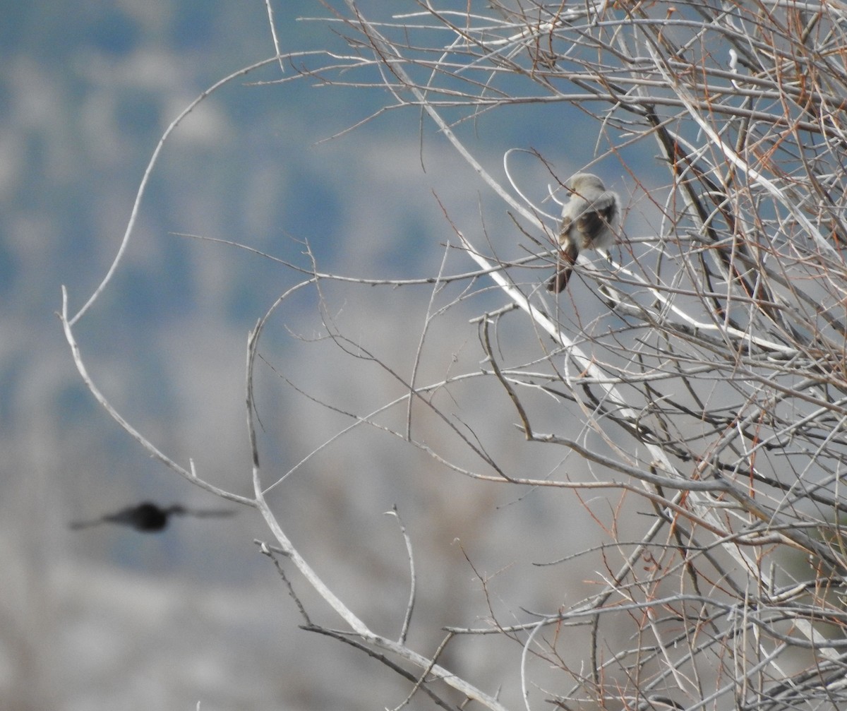 Northern Shrike - Shane Sater