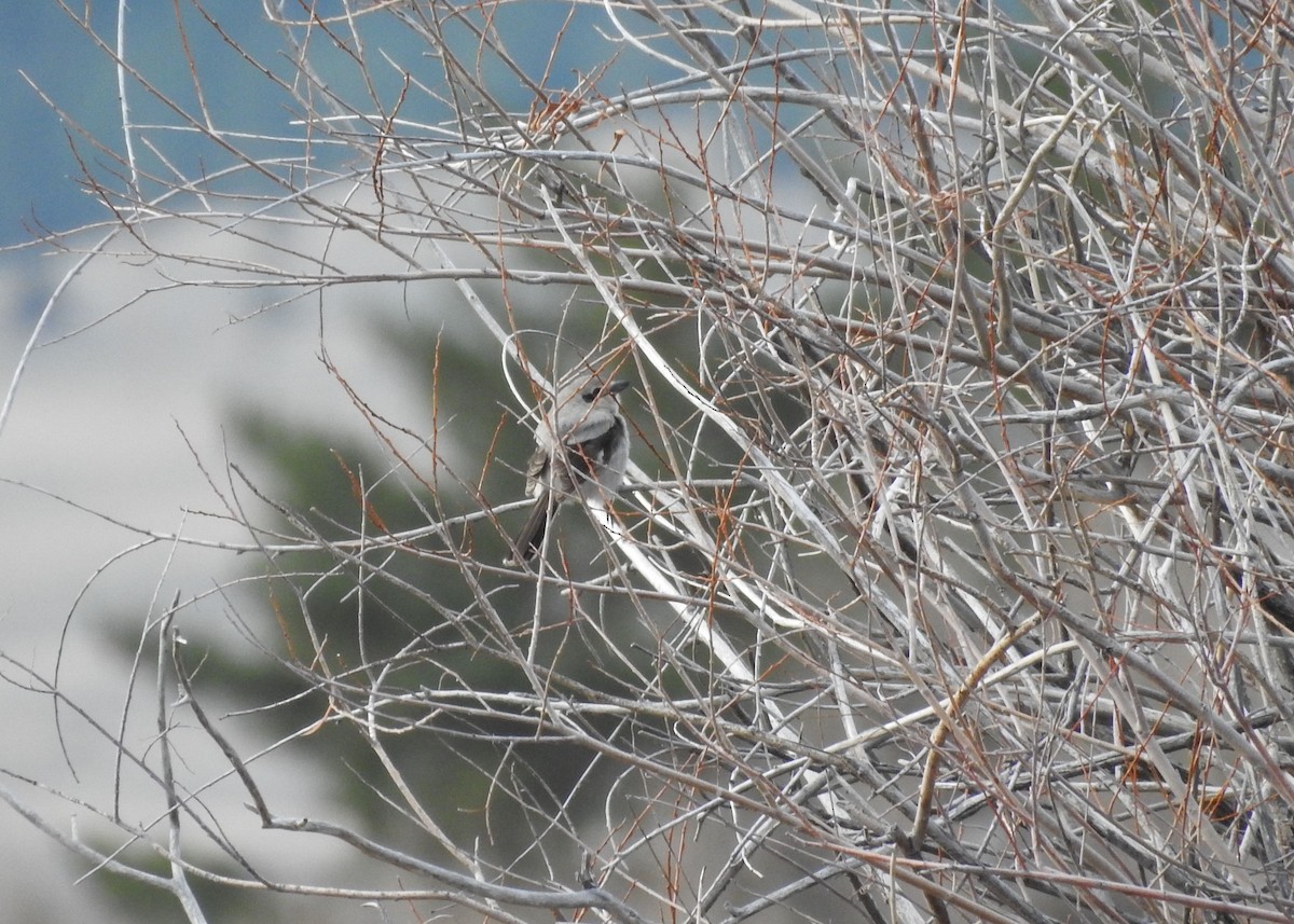 Northern Shrike - ML227940041