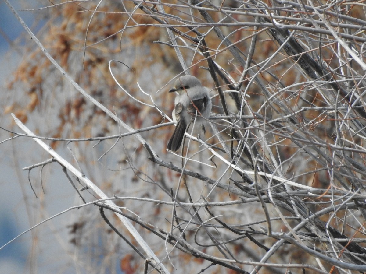 Alcaudón Boreal - ML227940091