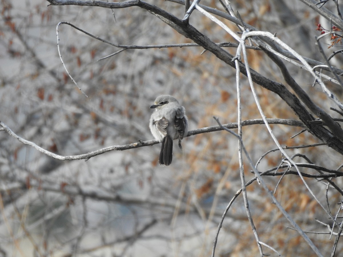 Northern Shrike - ML227940111