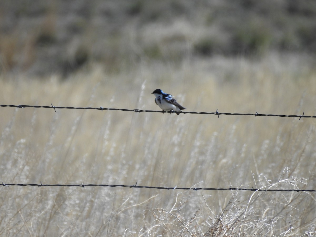 Golondrina Bicolor - ML227940221