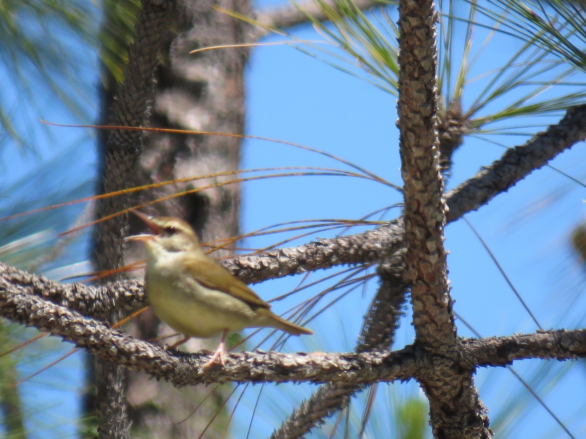 Swainson's Warbler - Davis Balser