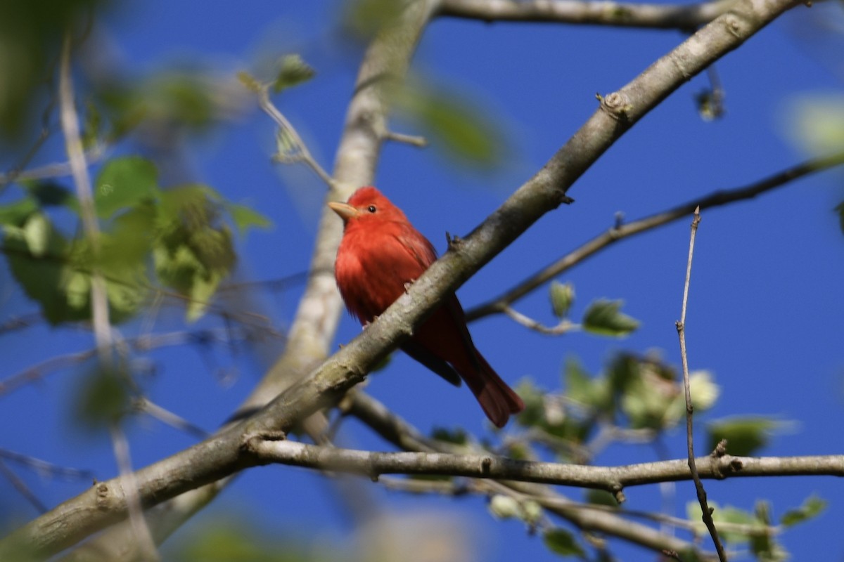 Summer Tanager - ML227941601