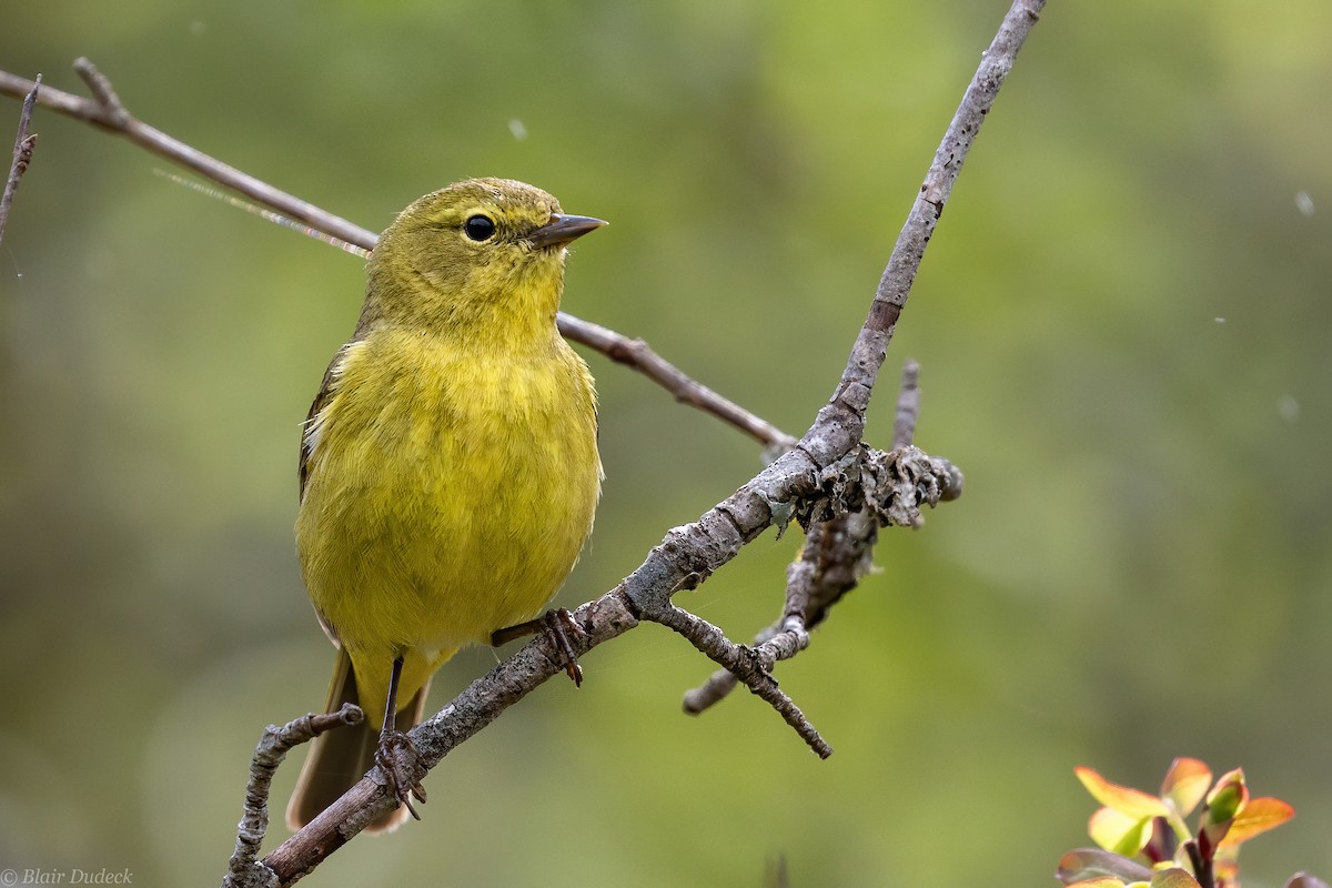 Orange-crowned Warbler - Blair Dudeck