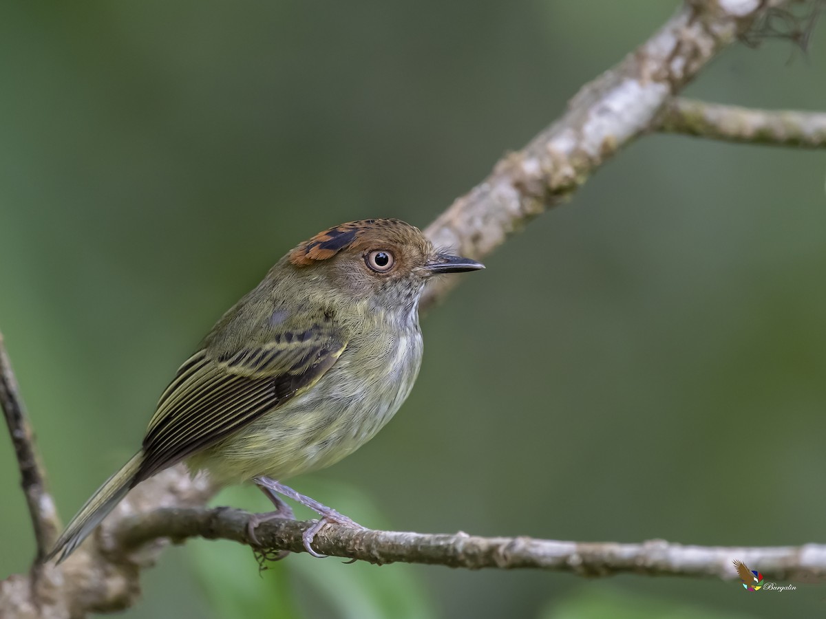 Scale-crested Pygmy-Tyrant - Fernando Burgalin Sequeria