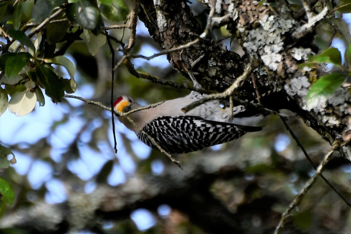 Golden-fronted Woodpecker - ML227944361