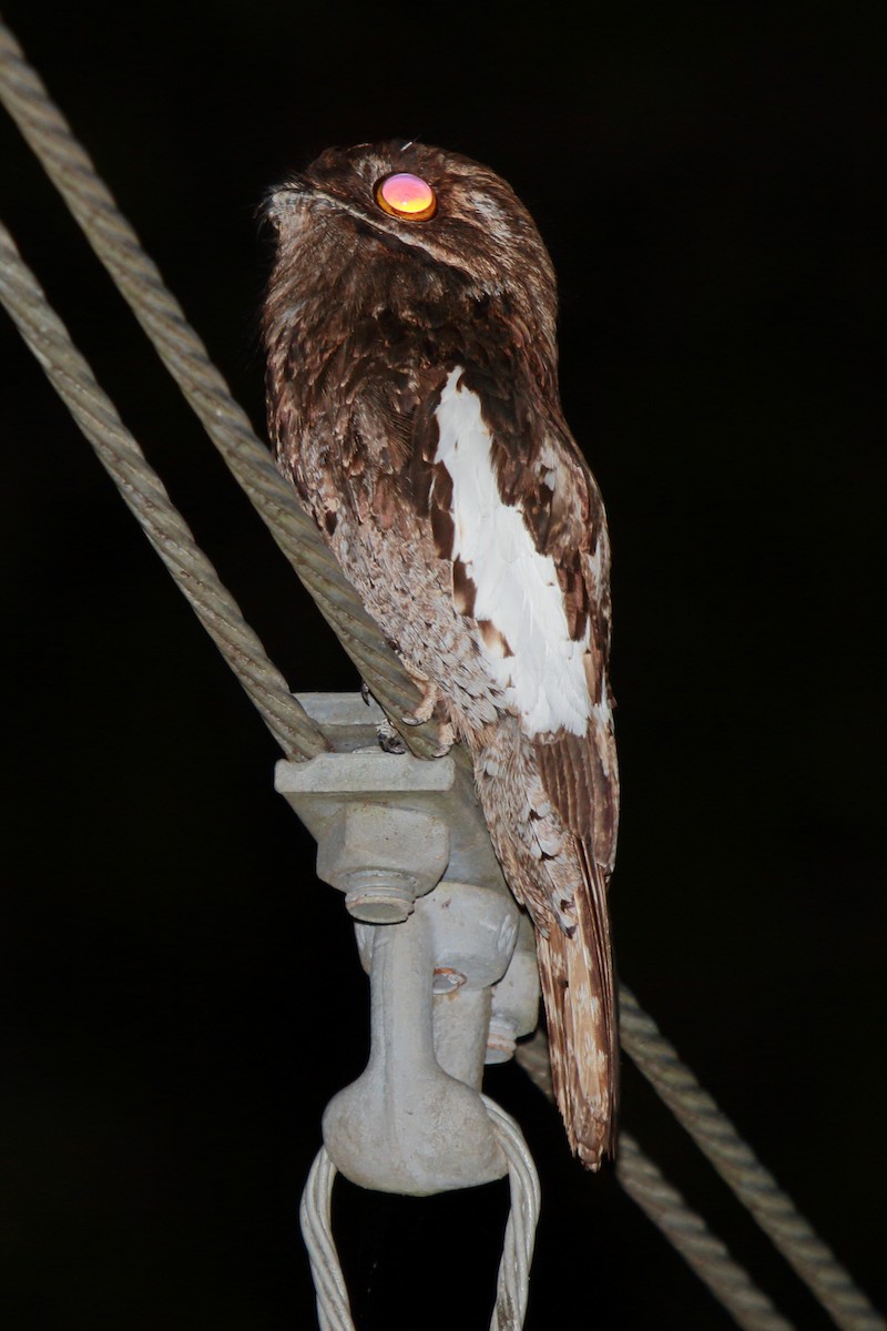 White-winged Potoo - ML227944571