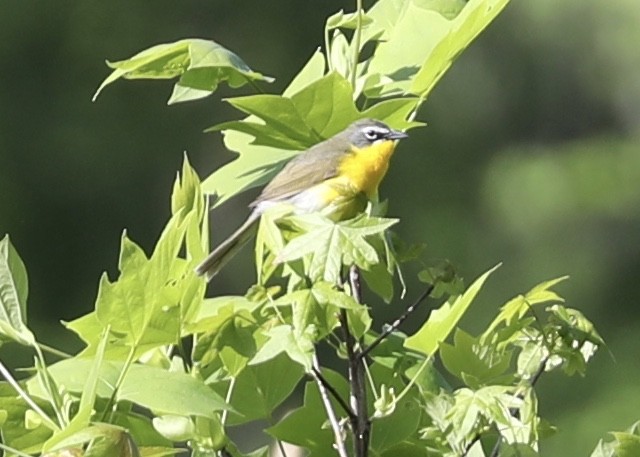 Yellow-breasted Chat - ML227948601