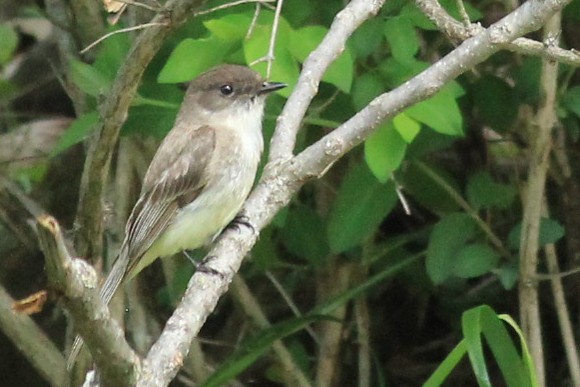 tyranovec domácí - ML227948791