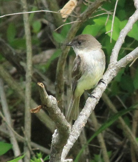 tyranovec domácí - ML227948901