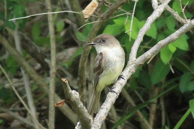 tyranovec domácí - ML227948921