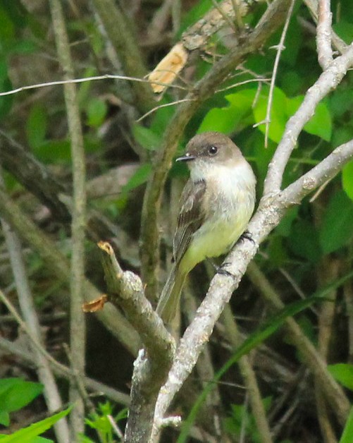 tyranovec domácí - ML227949101