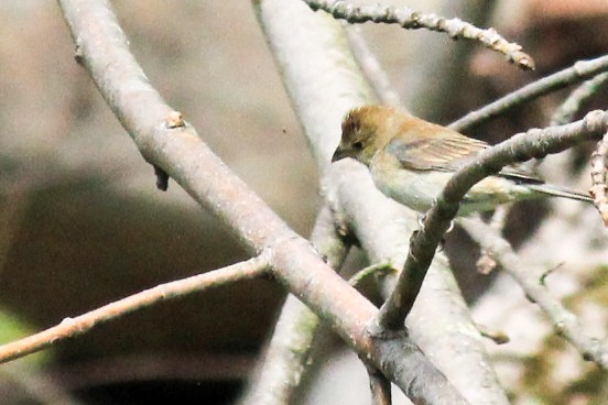 papežík indigový - ML227949121