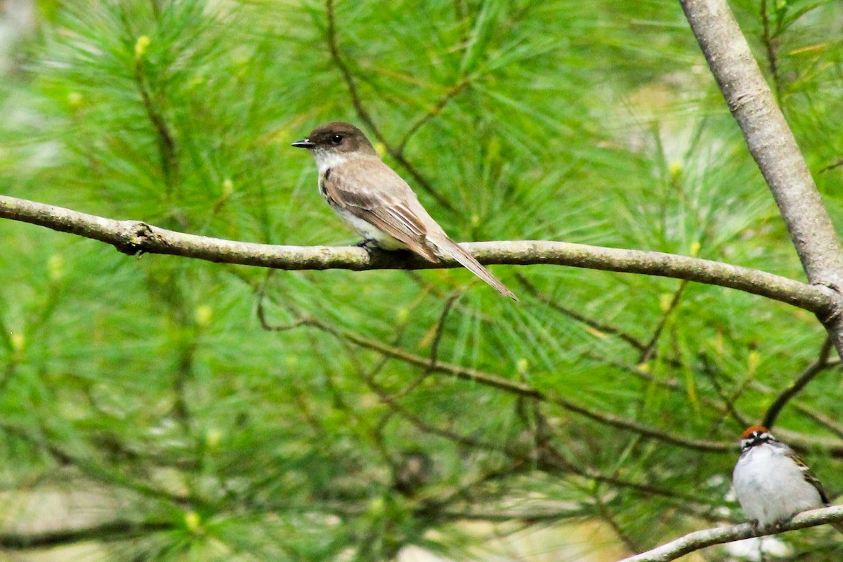 tyranovec domácí - ML227949241