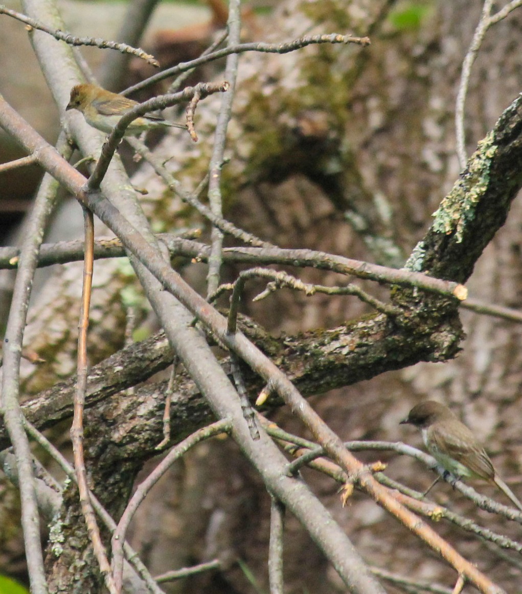 papežík indigový - ML227949541