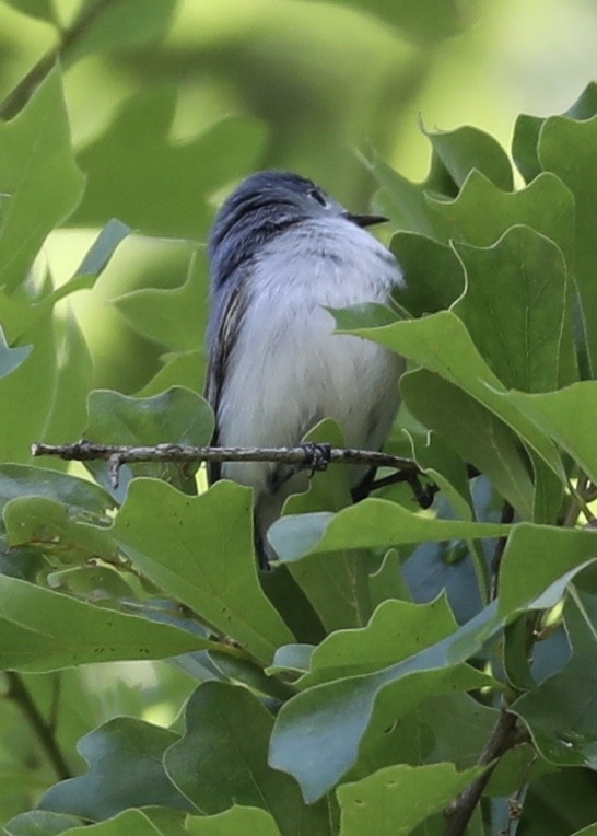 Blue-gray Gnatcatcher - ML227949631