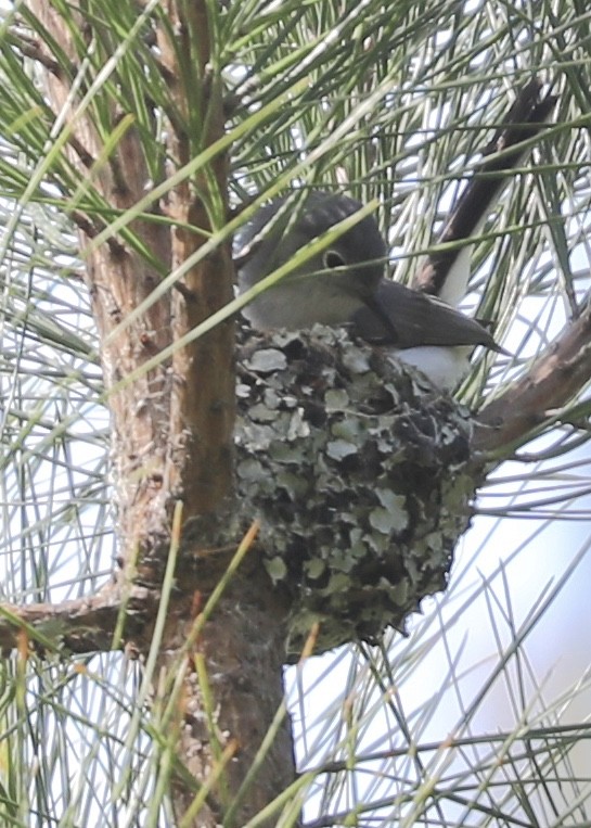 Blue-gray Gnatcatcher - ML227949731