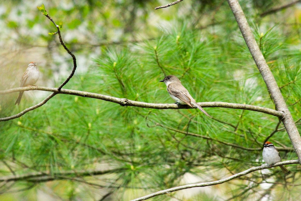 tyranovec domácí - ML227949821