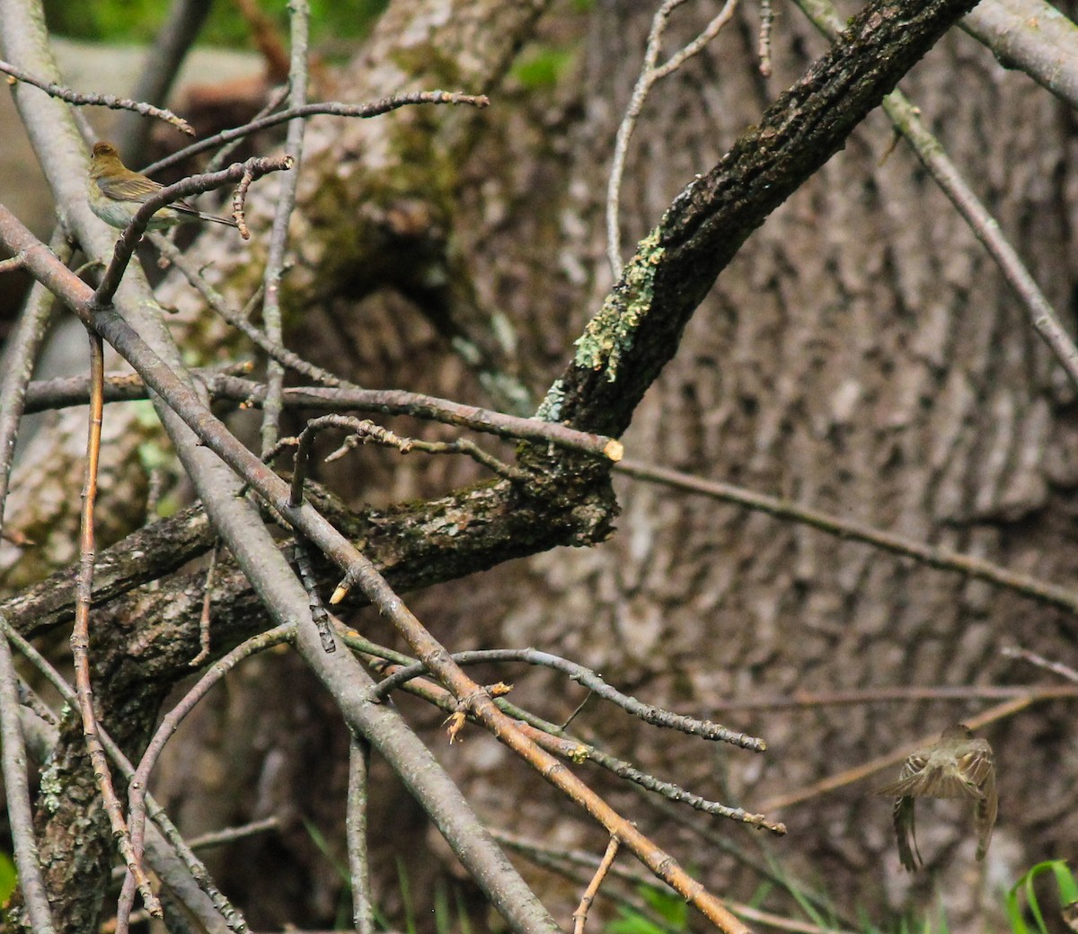 papežík indigový - ML227949831