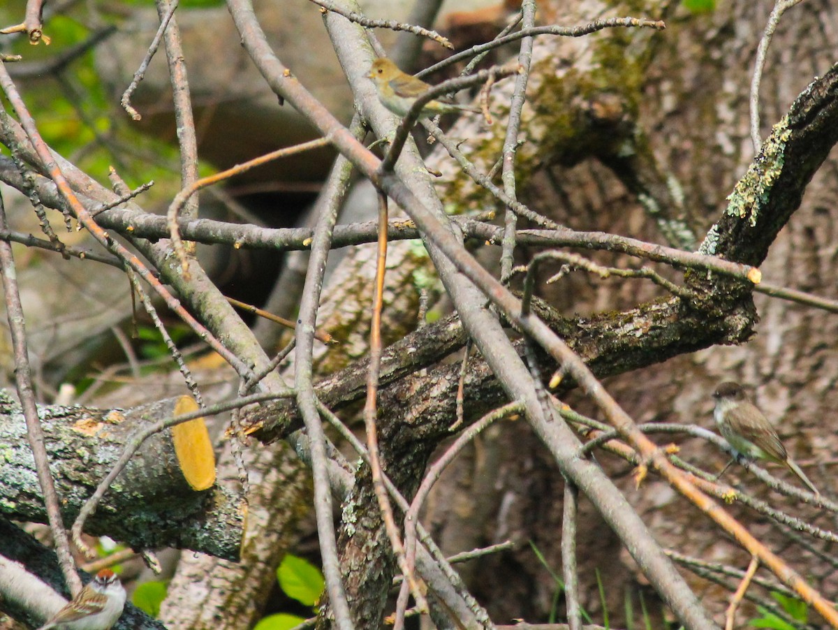 papežík indigový - ML227949881