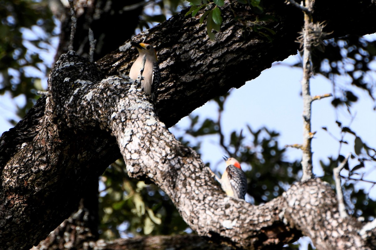 Golden-fronted Woodpecker - ML227950061