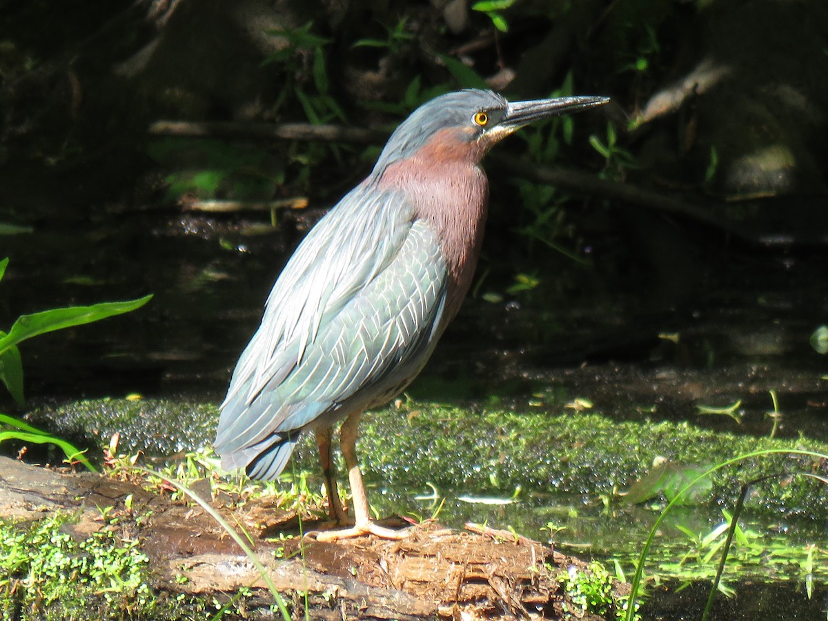 Green Heron - ML227950261