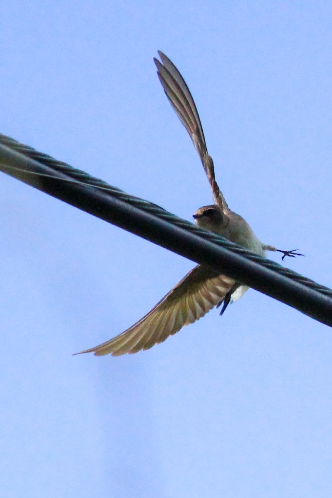 vlaštovka šedohnědá - ML227951221