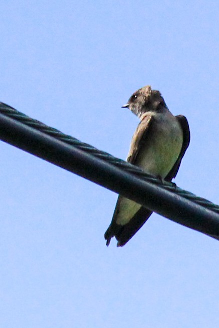 vlaštovka šedohnědá - ML227951351