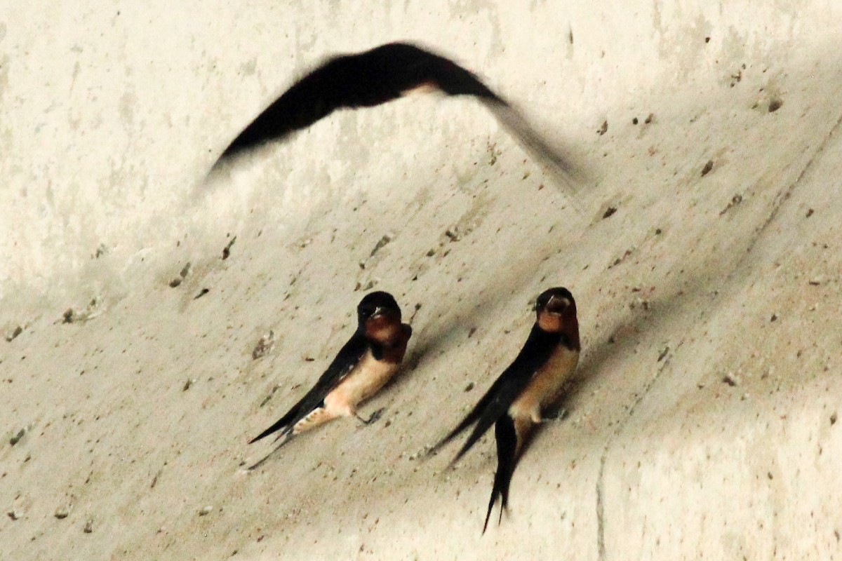 vlaštovka obecná - ML227951451