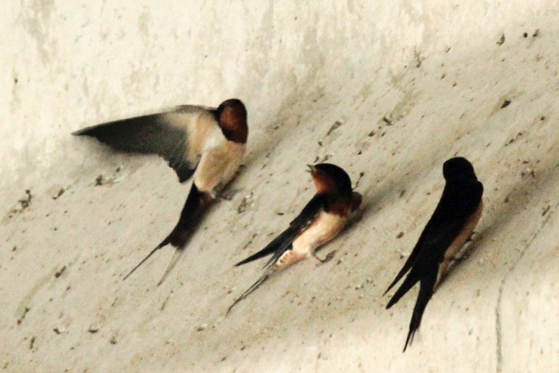 vlaštovka obecná - ML227951511