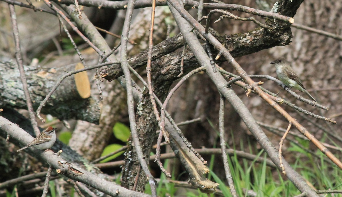 strnádka vrabcovitá - ML227951571