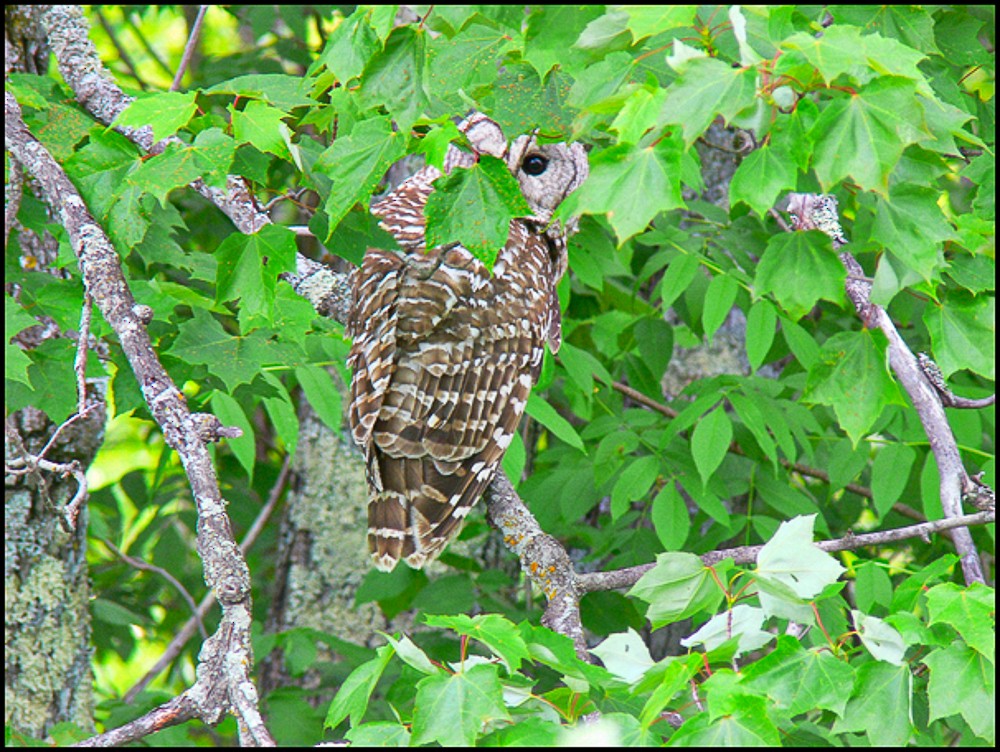 Barred Owl - ML227952161