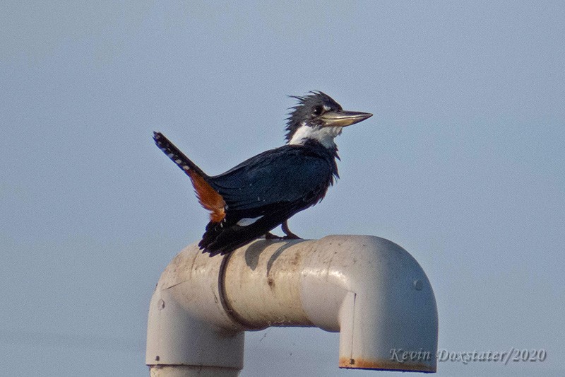 Ringed Kingfisher - ML227952211